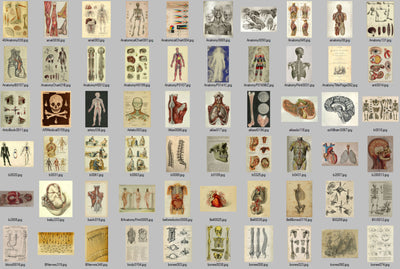Medical Ephemera Anatomy Illustrations Digital Print Download