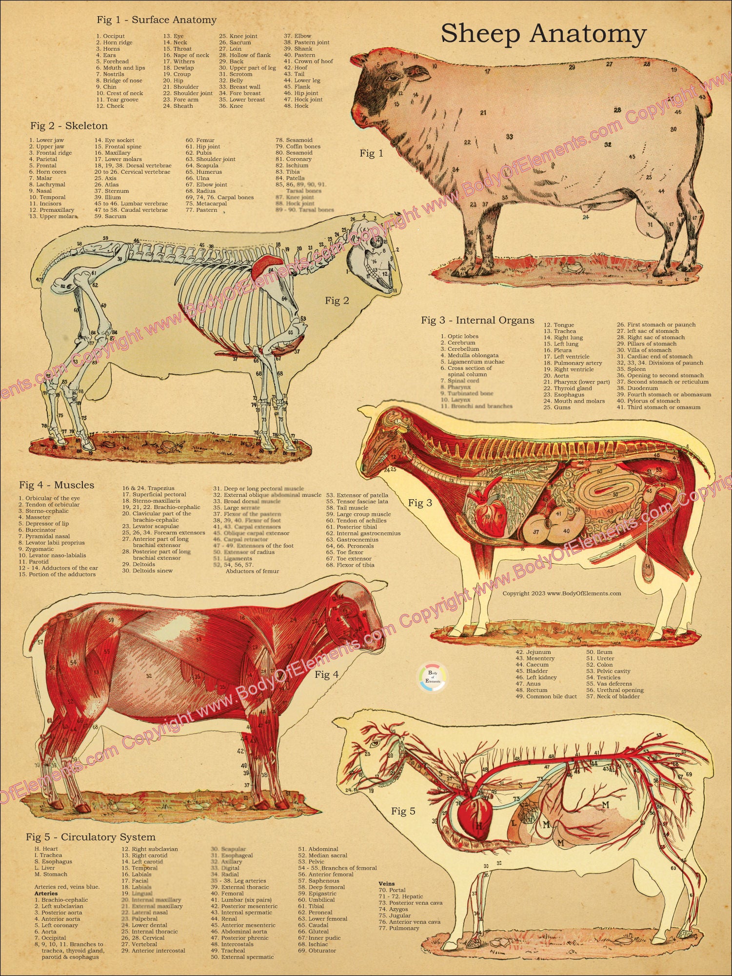 Sheep anatomical wall chart
