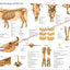 Cow Skeletal Anatomy Poster