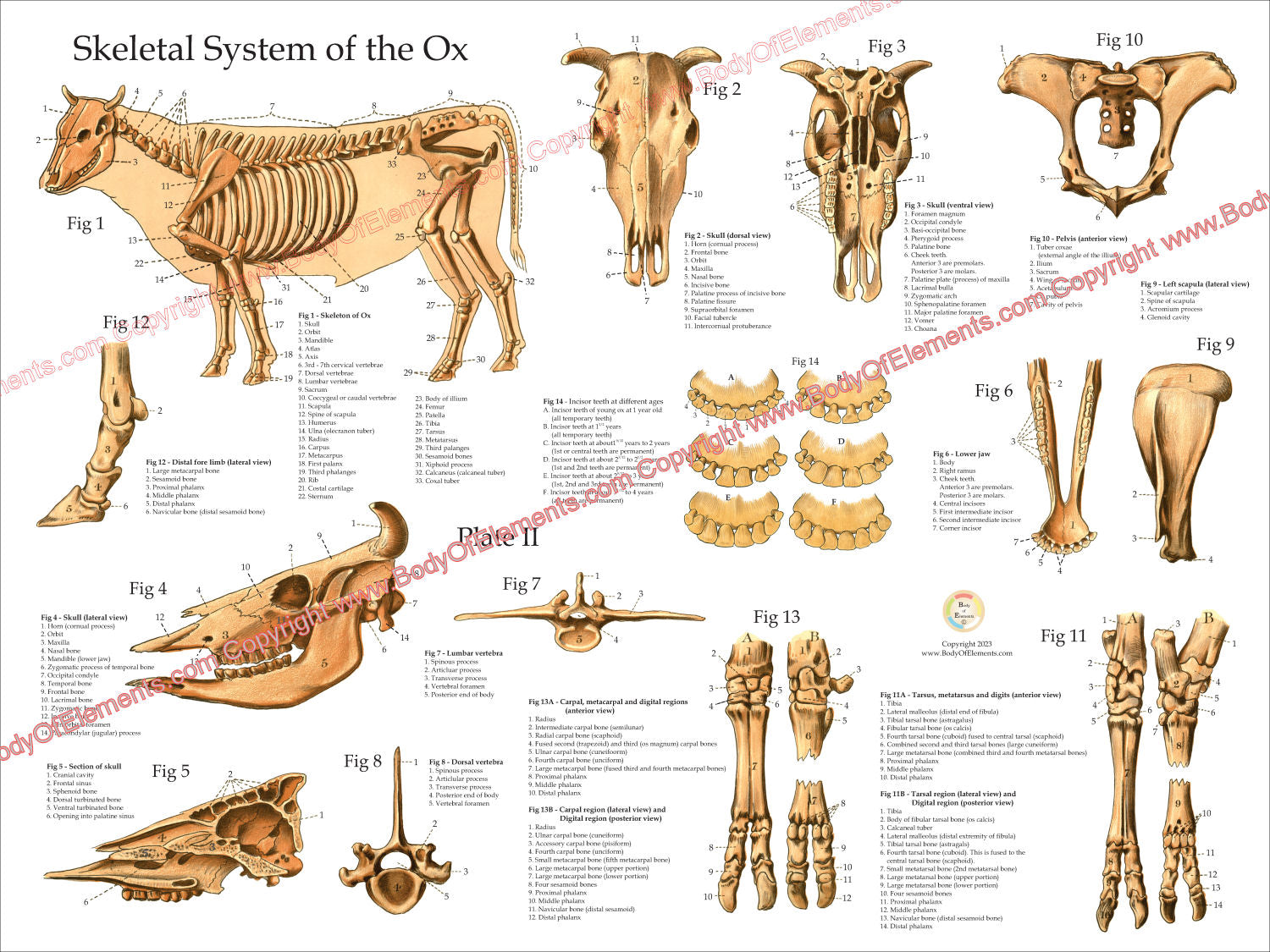Cow Skeletal Anatomy Poster