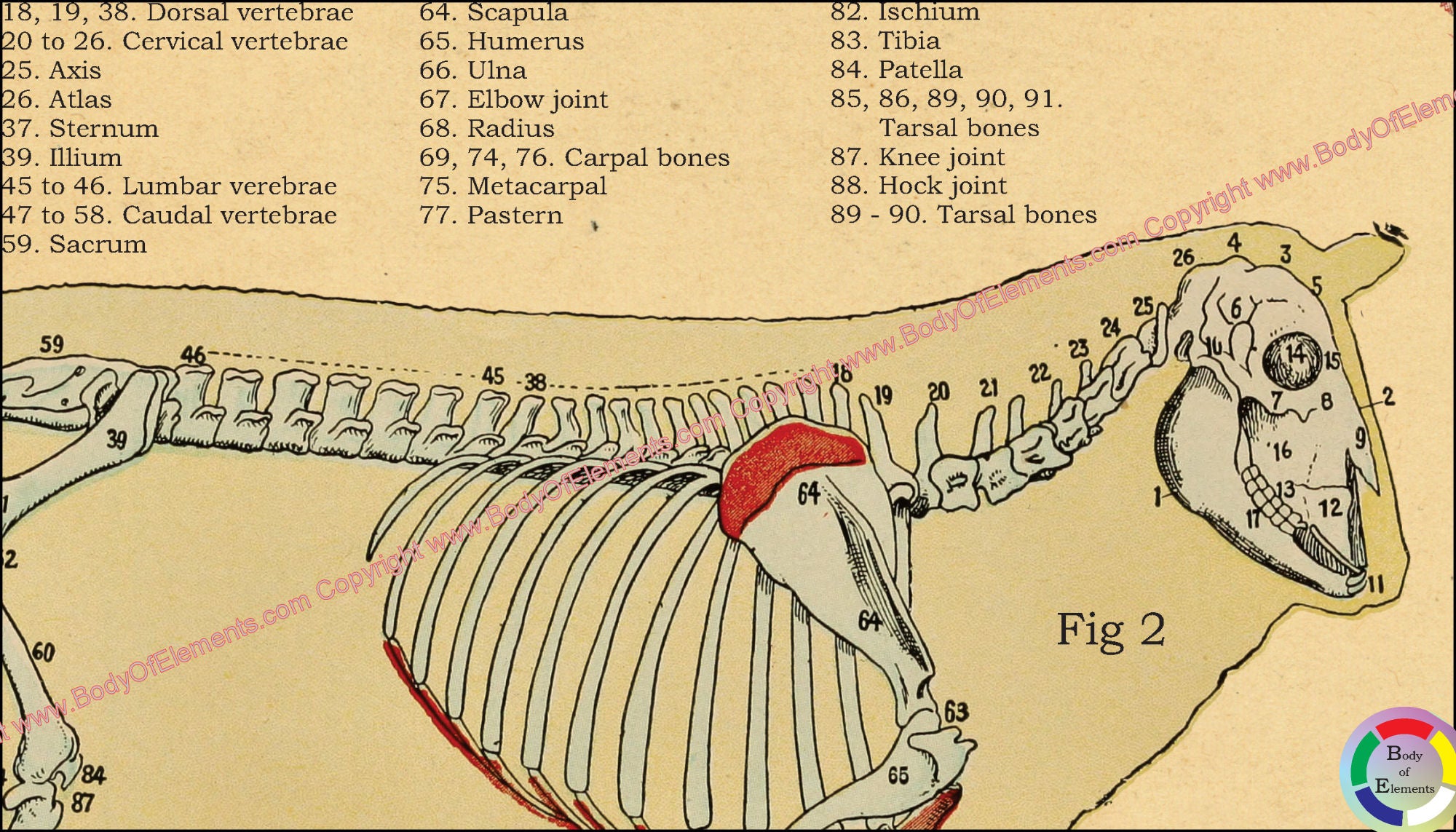 Sheep With Labels Sheep Anatomy Atlas Poster – Body of Elements