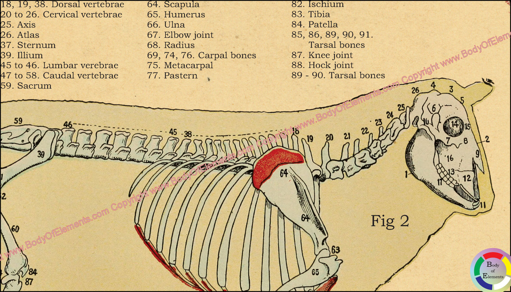 Sheep Anatomy Atlas Poster – Body of Elements