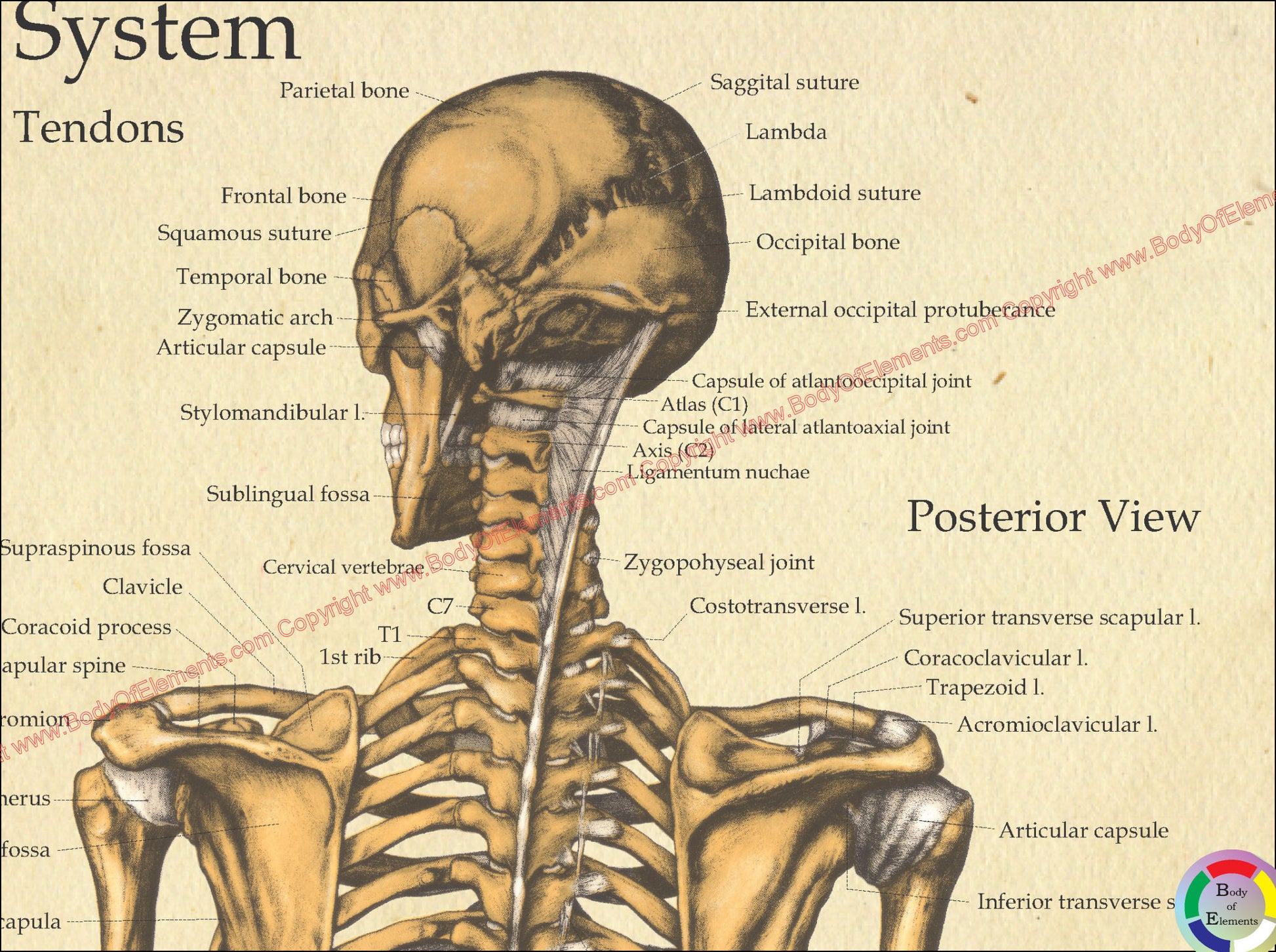 Posterior view human skeleton chart