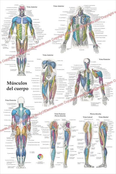 Human muscle anatomy poster in Spanish