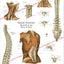 Human Spinal Muscle Anatomy Poster 24" X 36"