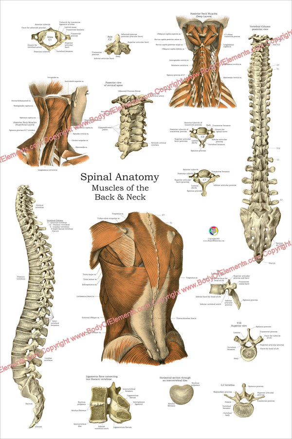 Human Spinal Muscle Anatomy Poster 24