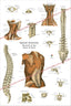 Human Spinal Muscle Anatomy Poster 24" X 36"