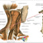 Human Spinal Muscle Anatomy Poster 24" X 36"