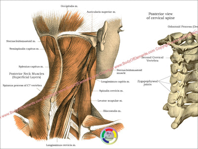 Human Spinal Muscle Anatomy Poster 24" X 36"