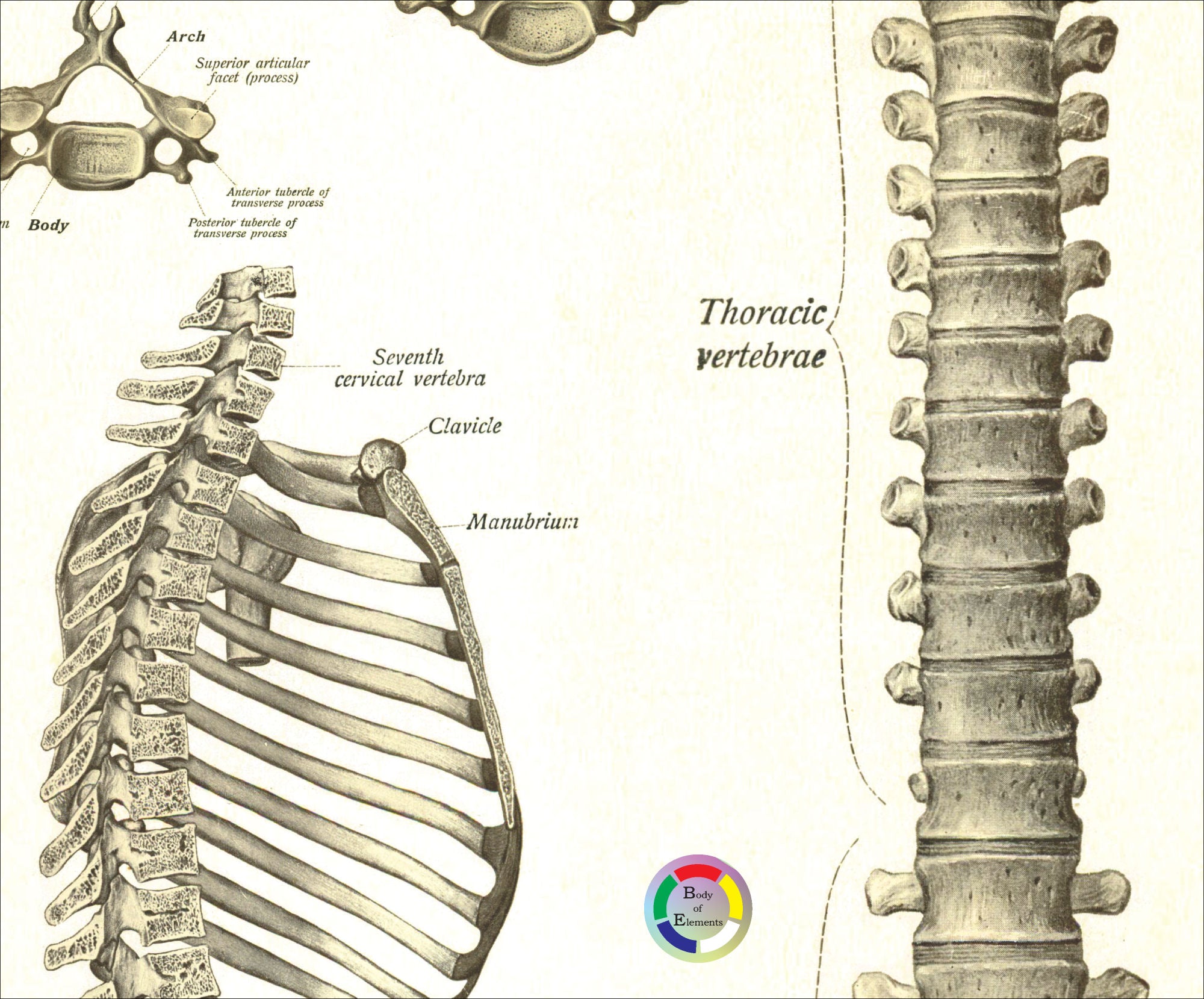 Spinal Anatomy Views Vintage Poster – Body of Elements