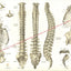 Spinal Anatomy Views Vintage Poster