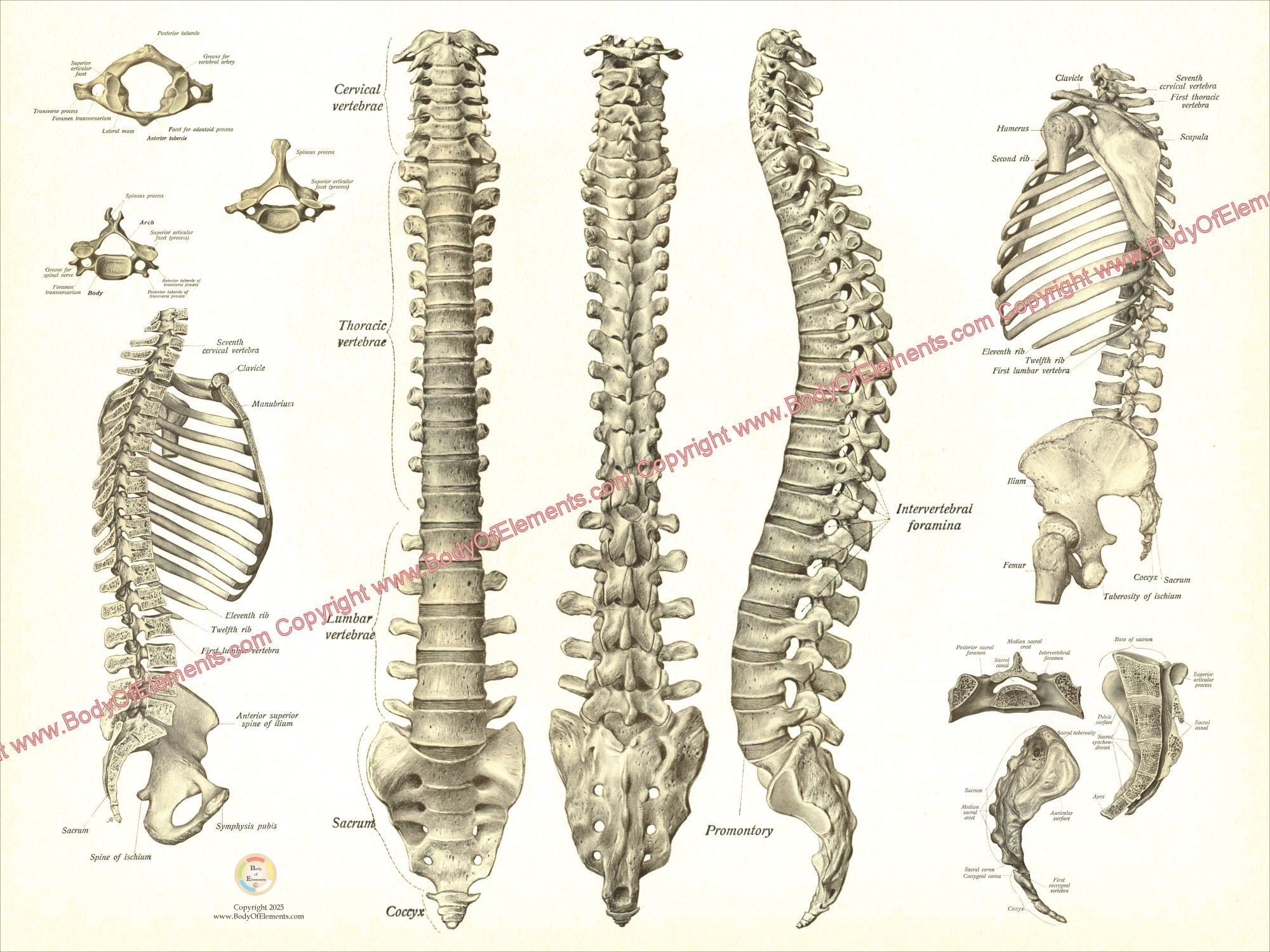 Spinal Anatomy Views Vintage Poster – Body of Elements