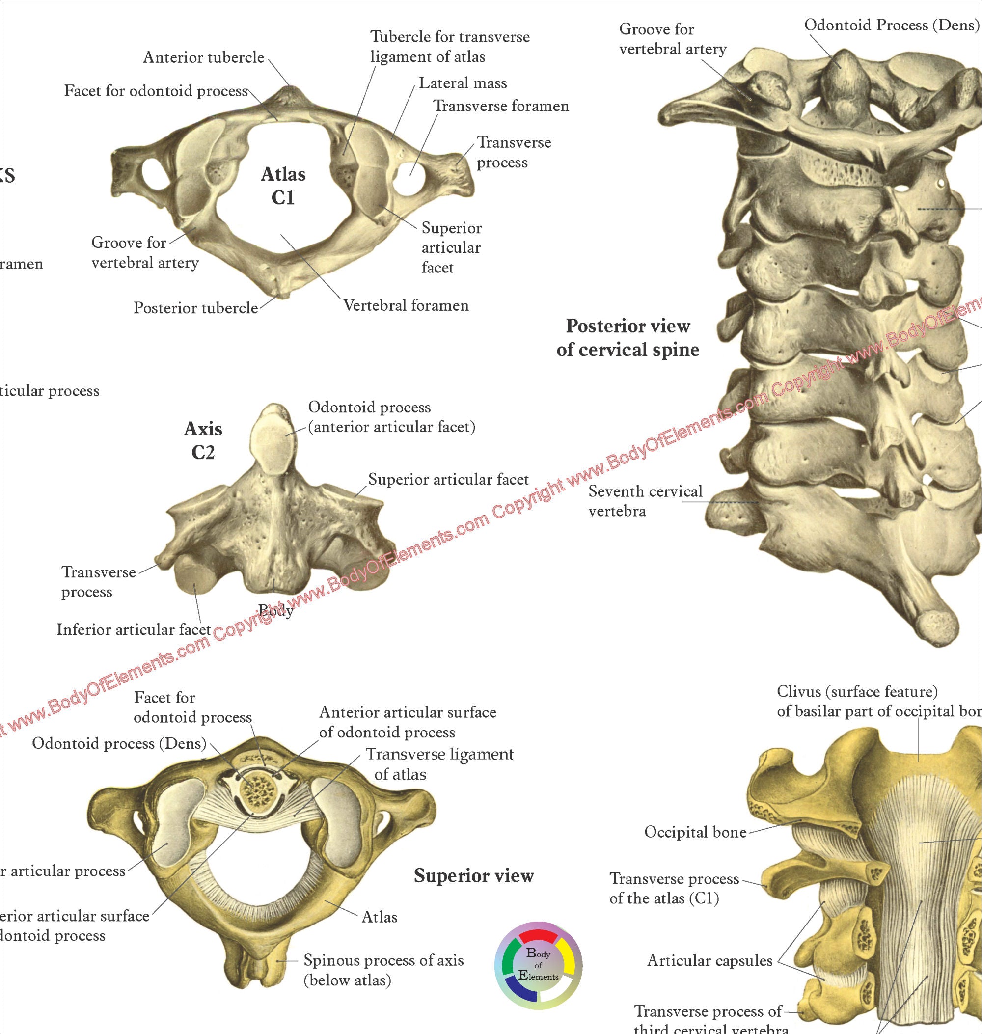 The Spine and Spinal Vertebrae Anatomical Poster – Body of Elements