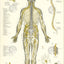 spinal nerves posterior view