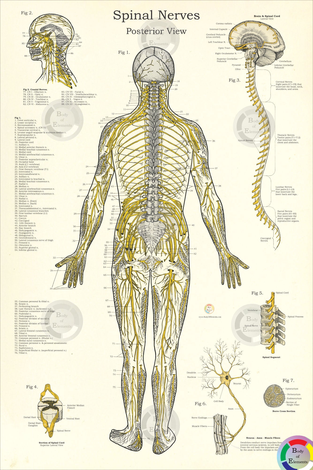 Spinal Nervous System Spinal Nerves Nervous System Anatomy Poster Set – Body of Elements