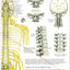 Vertebral Subluxation Complex Chart