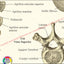 Spinal bones anatomy in Spanish
