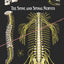 The Spine and Spinal Nerves Poster