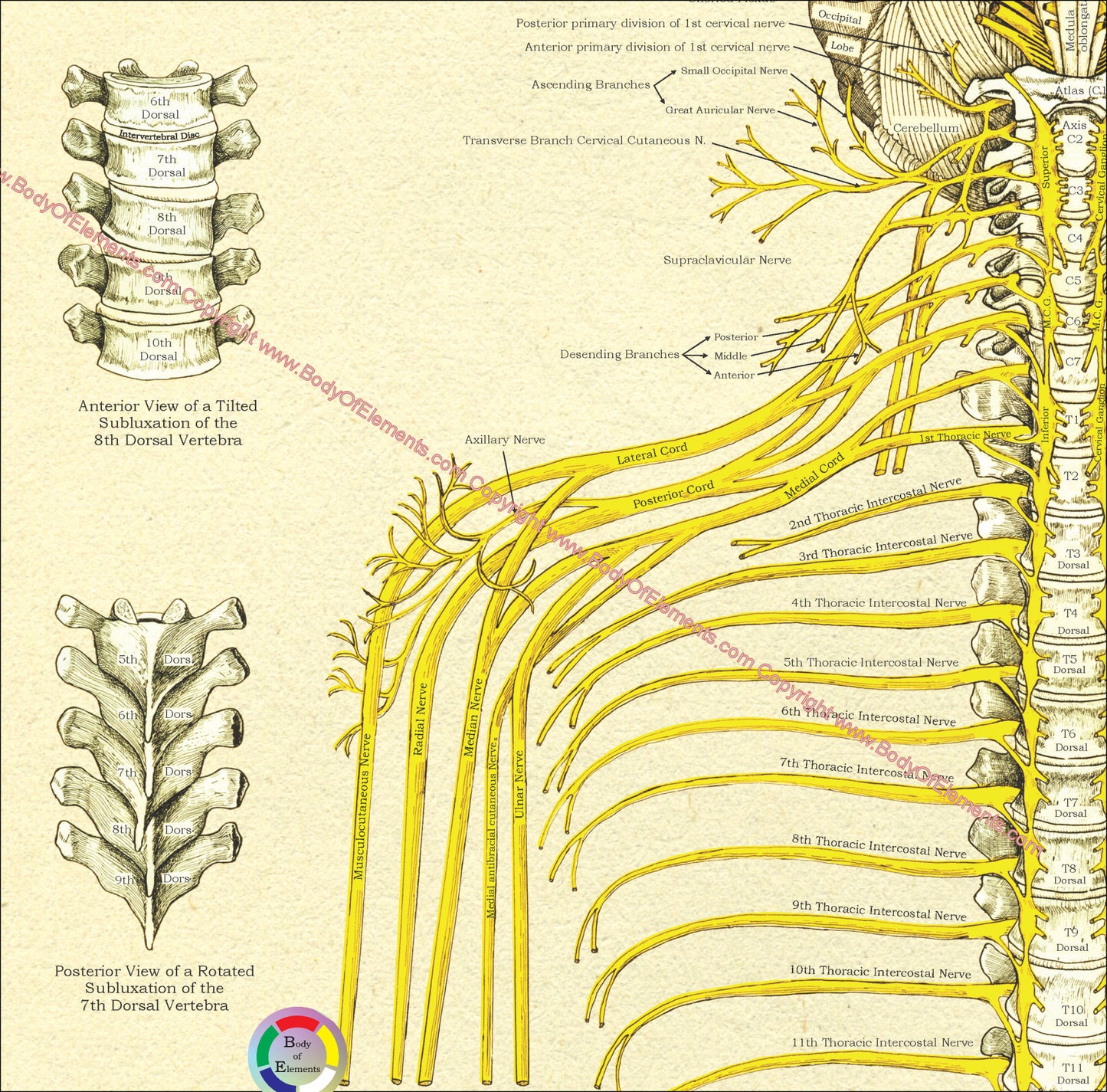 Spinal nerves subluxations chiropractic chart