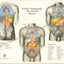 Human surface topography chart