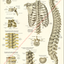Thoracic spine bones and ligaments anatomical chart