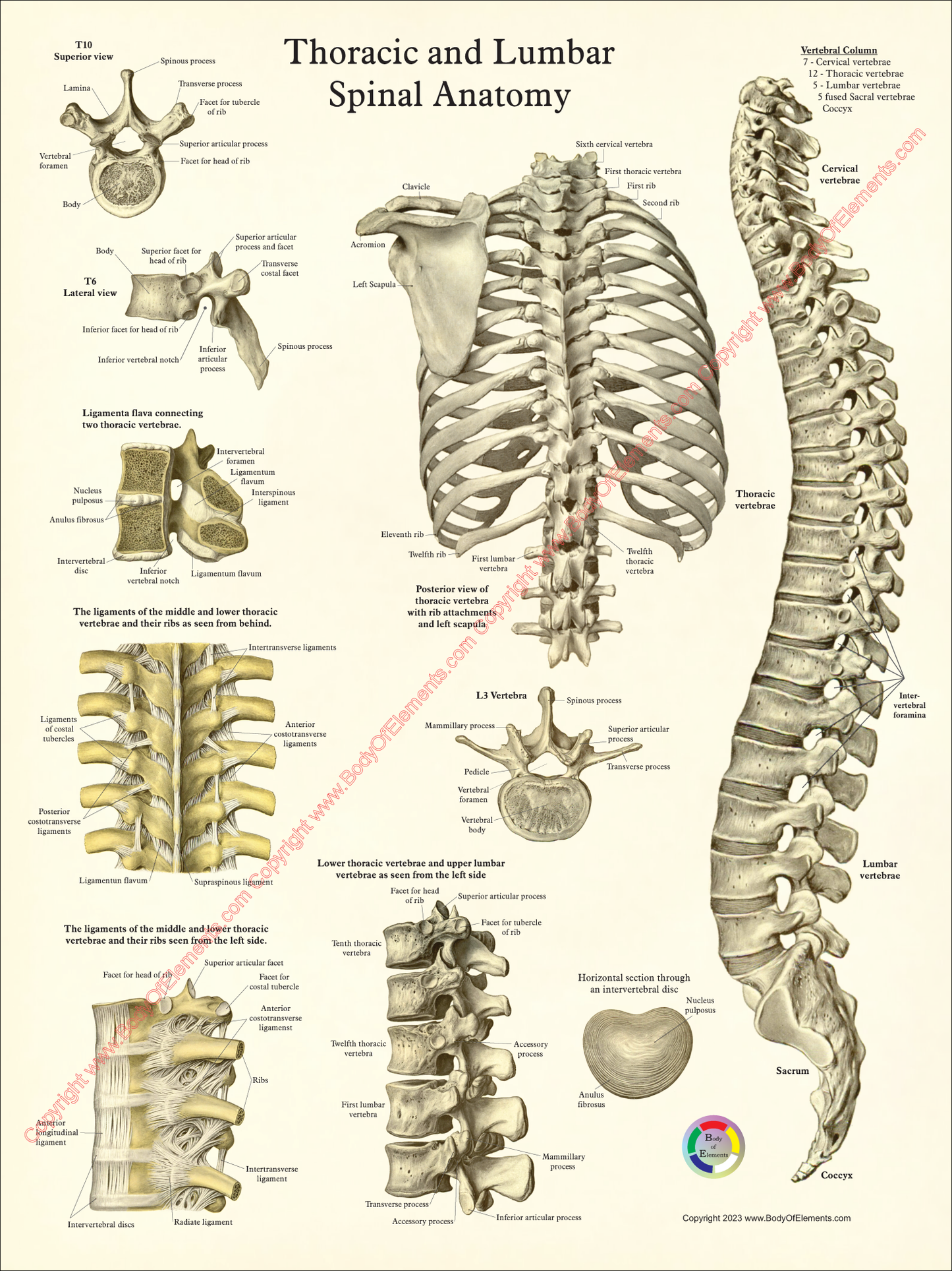 Thoracic spine bones and ligaments anatomical chart