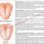 Tongue diagnosis chart