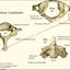 Bones of the neck cervical spine