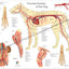 Dog vascular anatomy poster