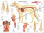 Dog vascular anatomy poster