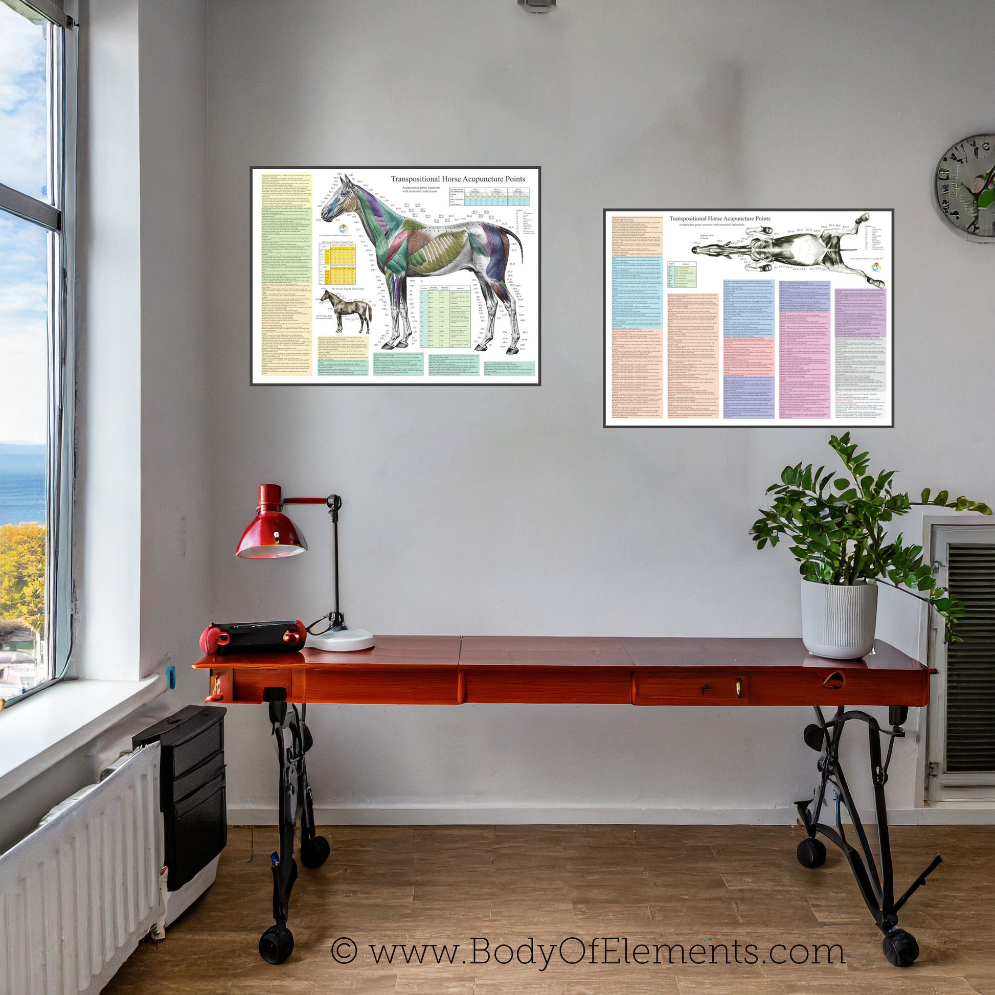 Acupuncture veterinary clinic horse wall charts