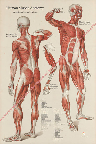 Anterior Posterior Human Muscle Anatomy