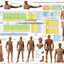 Acupuncture Point Categories Poster Horizontal