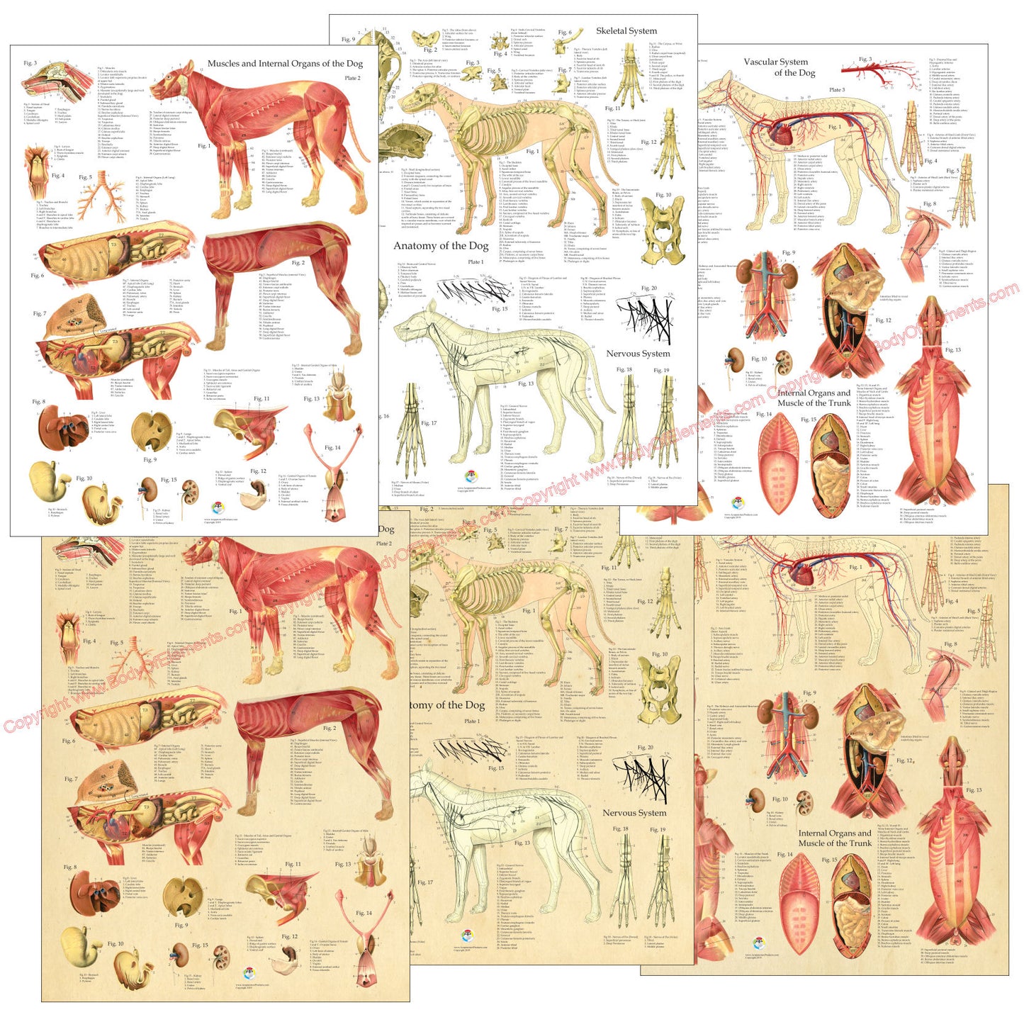 Set of dog anatomy posters