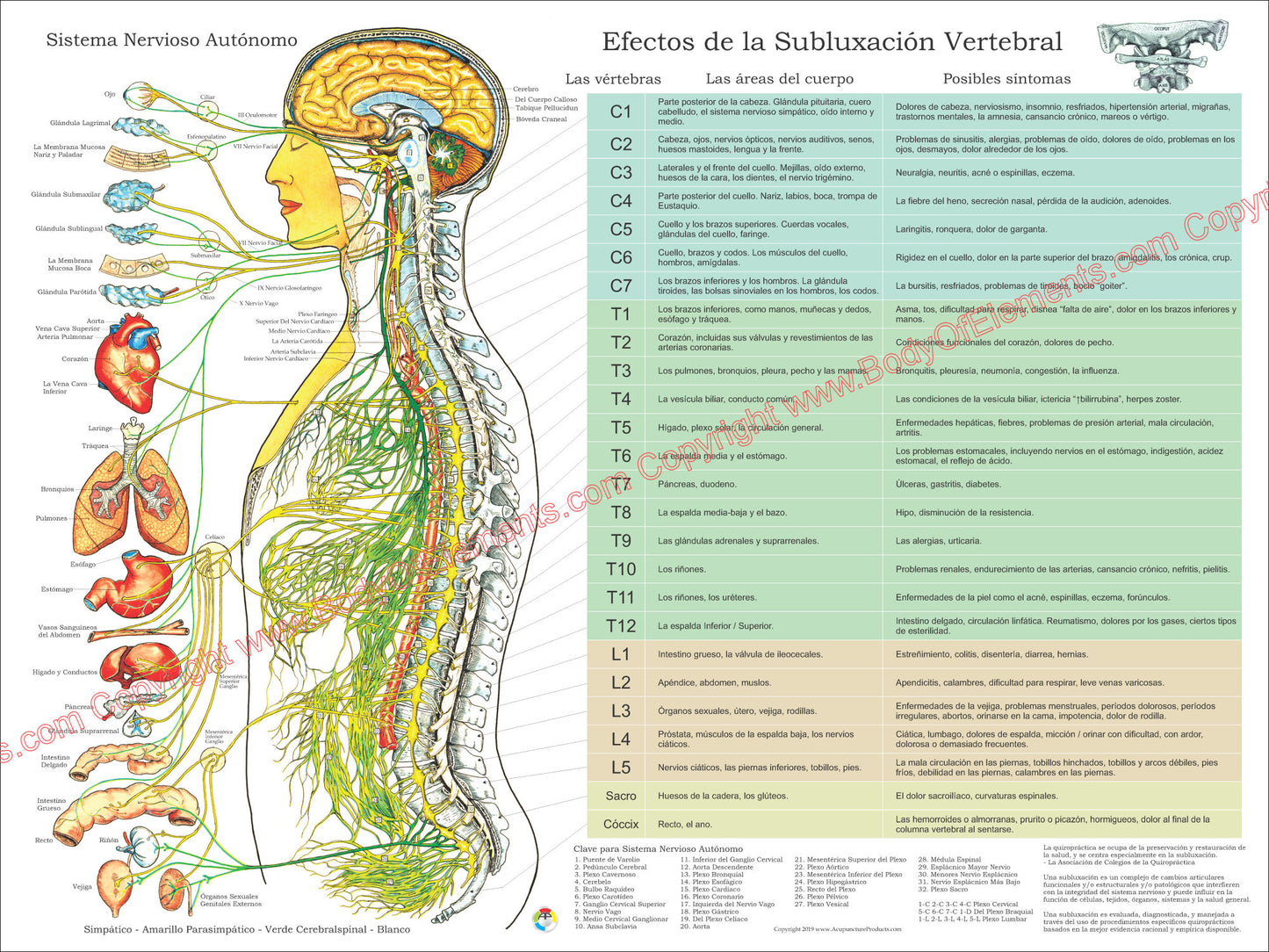 Efectos de la subluxacion vertebral