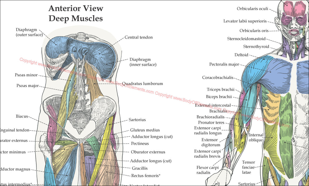Muscle Anatomy Poster Anterior Posterior Deep Layers 24 X 36 – Body of ...