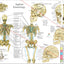 Applied kinesiology chiropractic poster