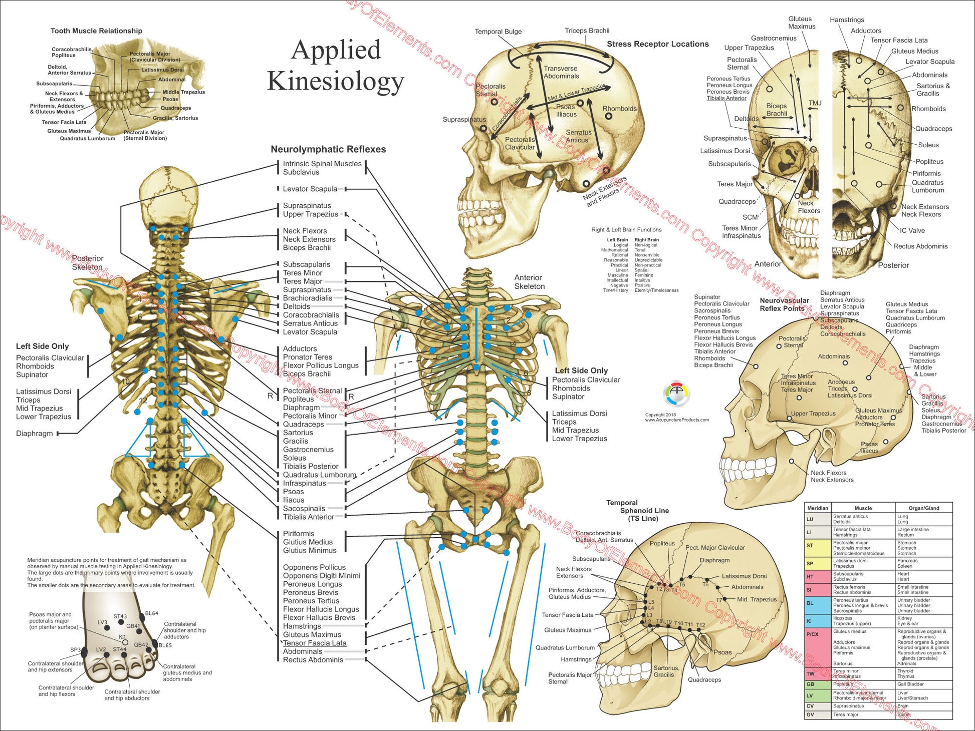 Applied kinesiology chiropractic poster