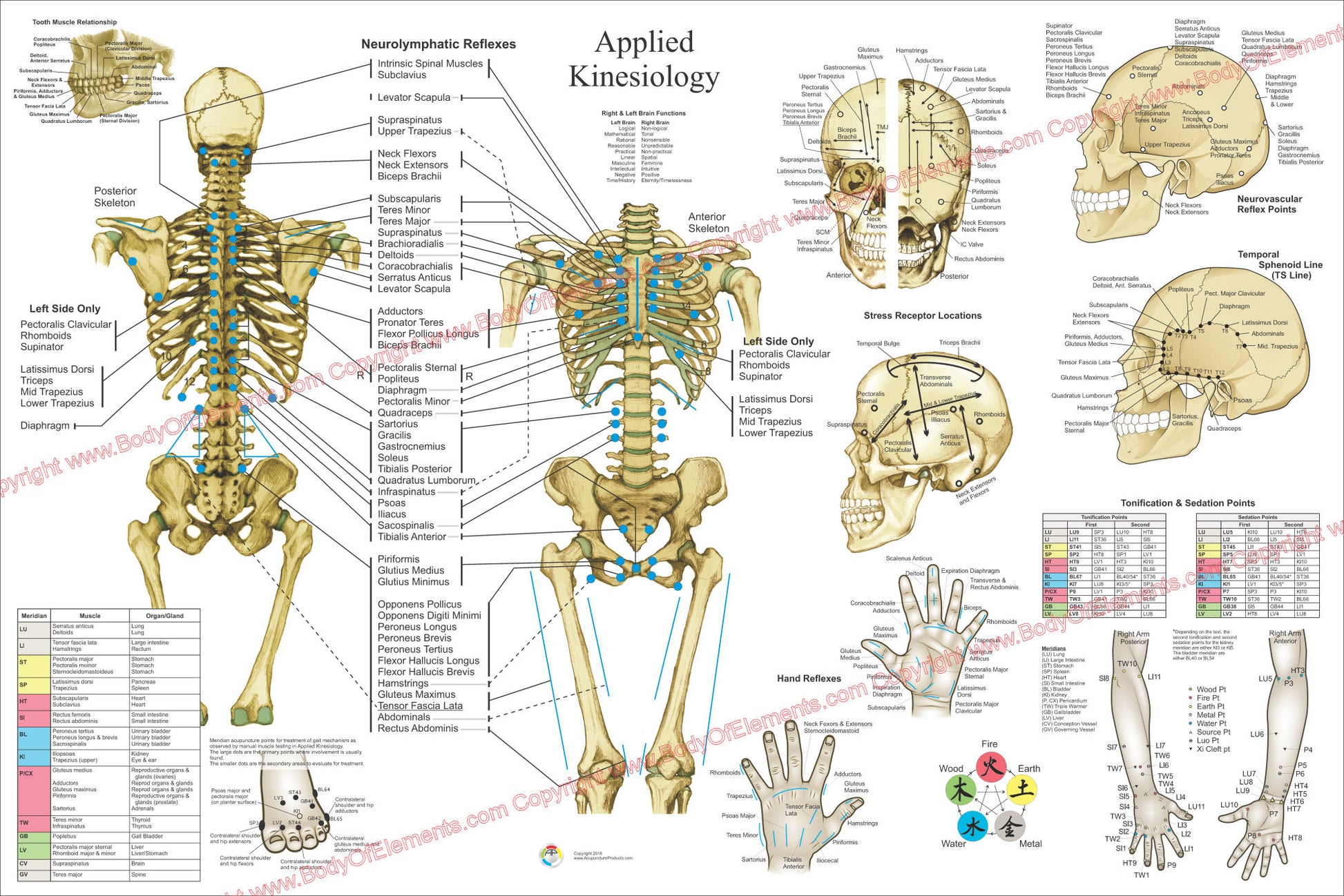 Chiropractic applied kinesiology poster