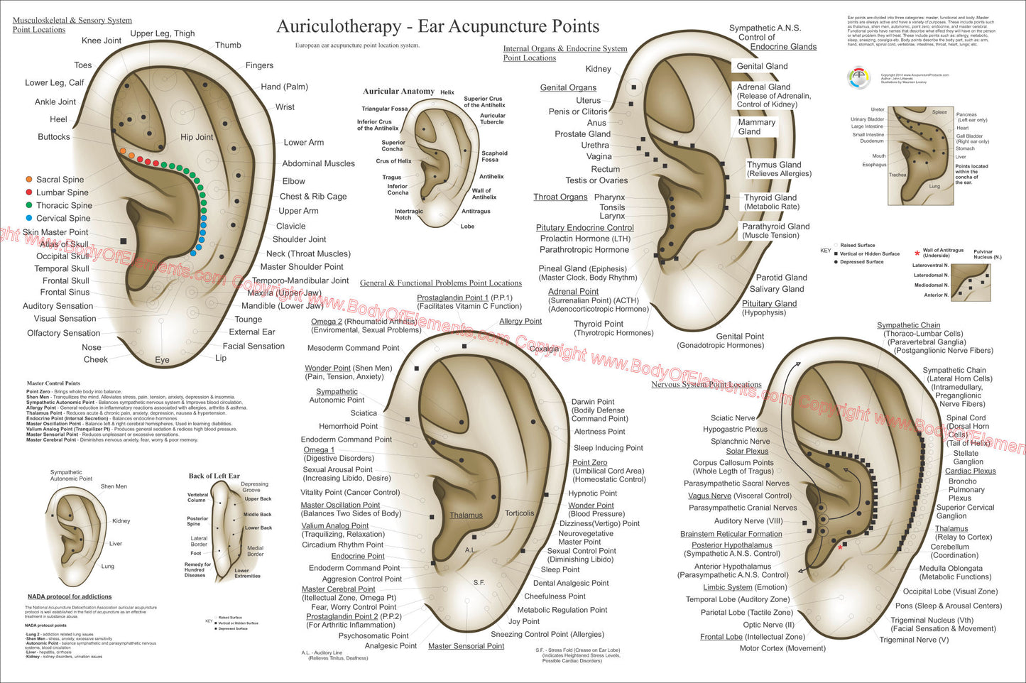 Large auricular ear acupuncture diagrams chart