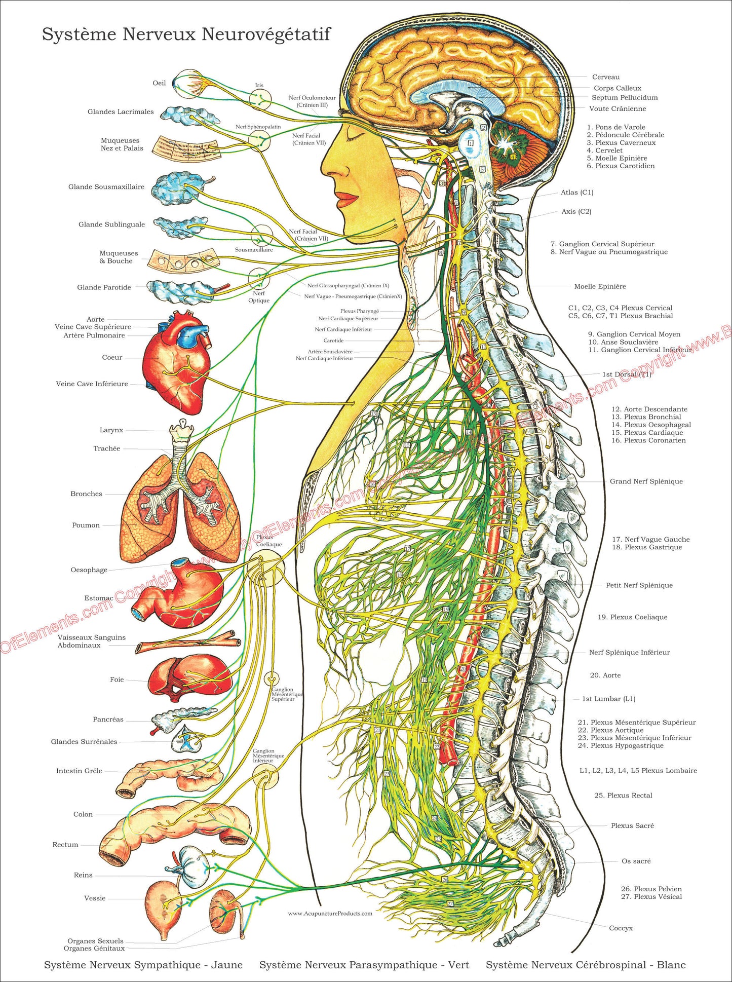 Systeme nerveux neurovegetatif