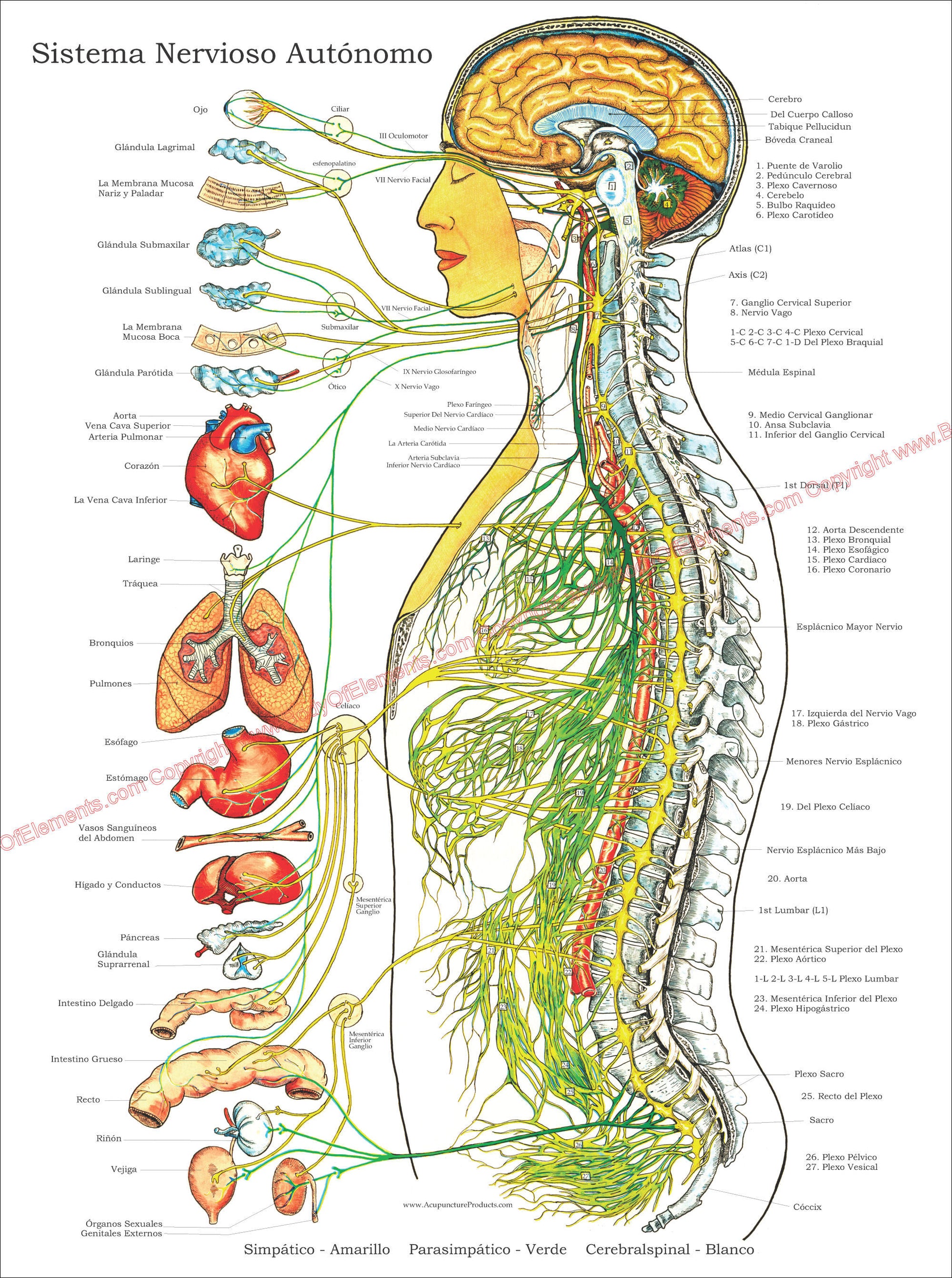 Sistema nervioso autonomo