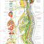 Autonomic nervous system poster