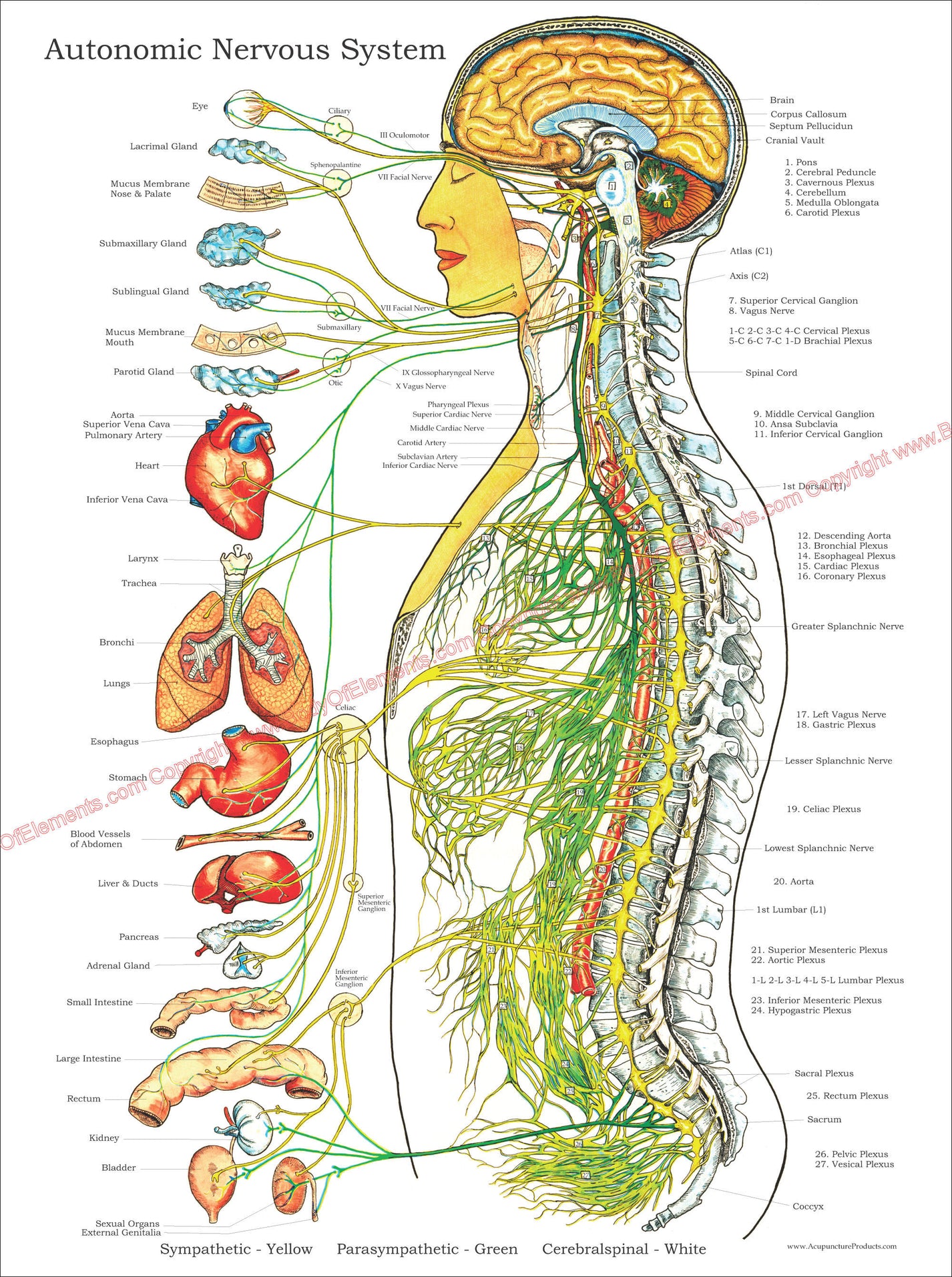 Autonomic Nervous System Poster – Body of Elements