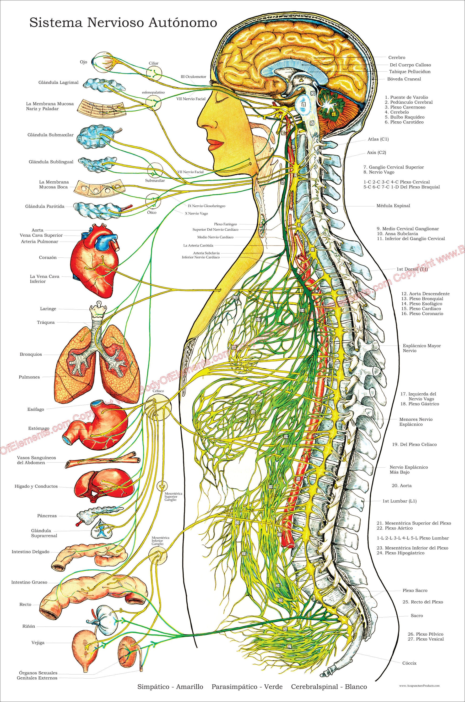 Autonomic nervous system chart in Spanish