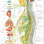 Autonomic nervous system wall chart