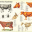 Cow internal anatomical chart