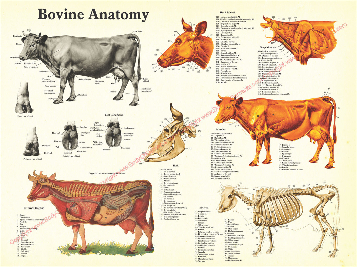Cow internal anatomical chart