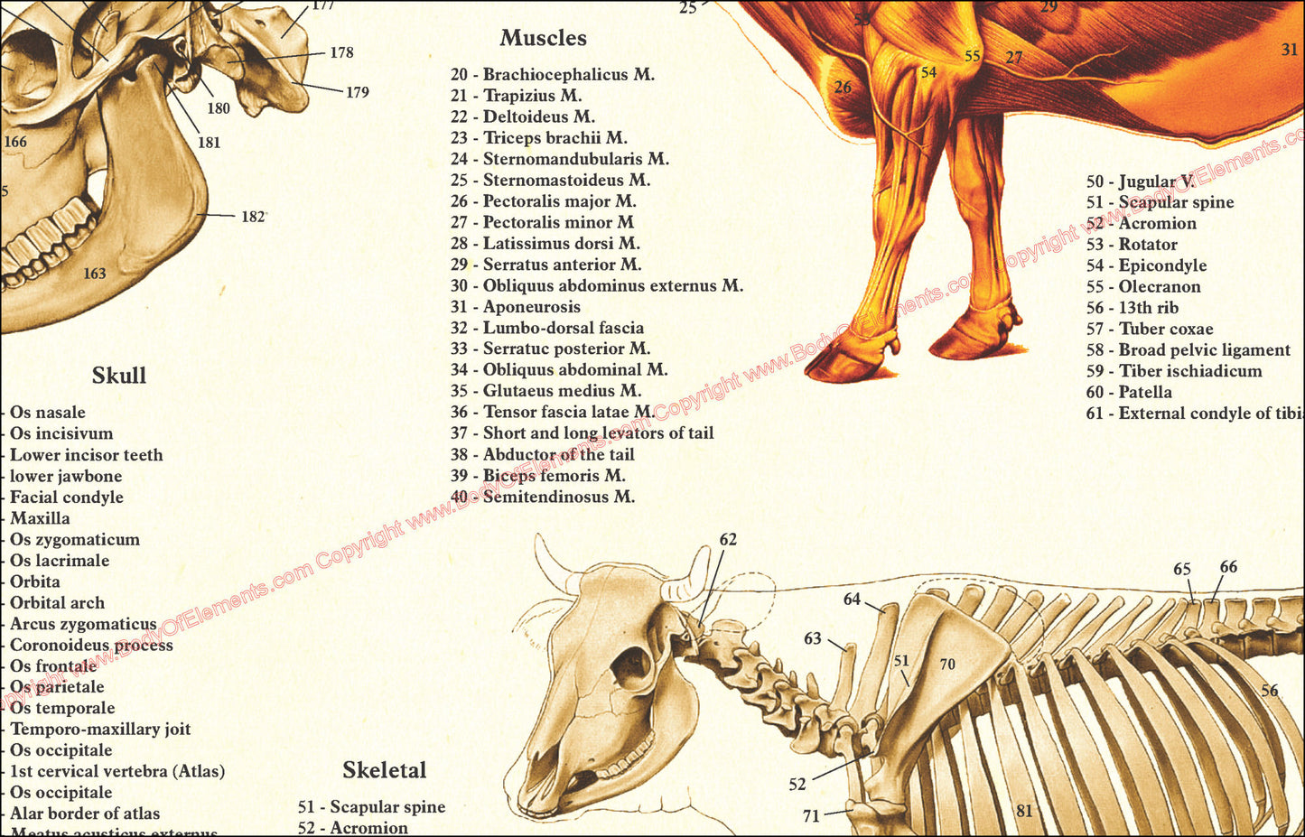 Cow skeletal and muscle anatomy poster
