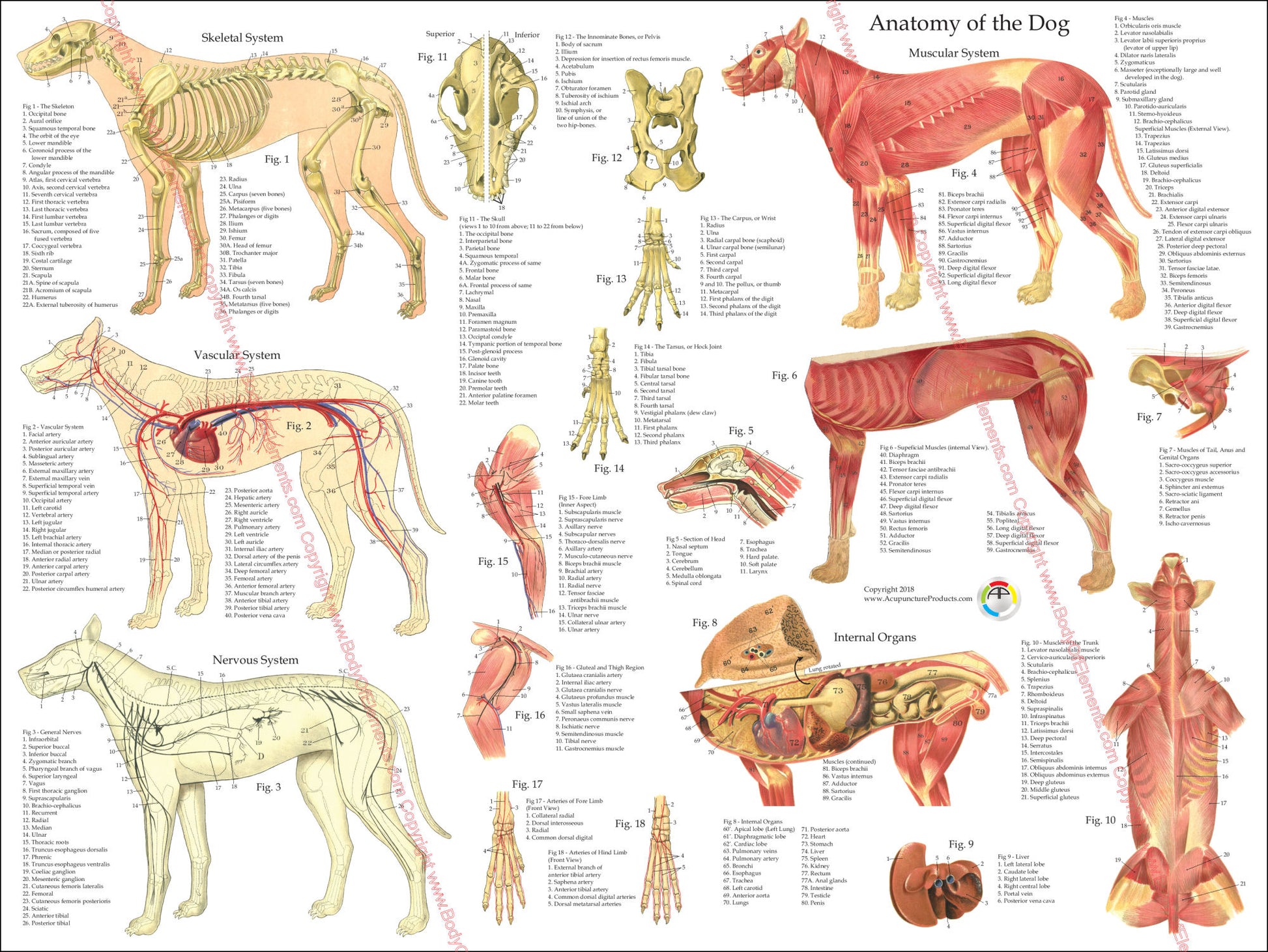 Dog internal anatomical chart